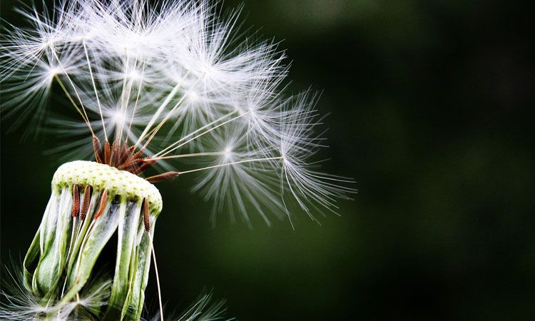  Jak walczyć z alergią na pyłki? - Apteka Internetowa Melissa 
