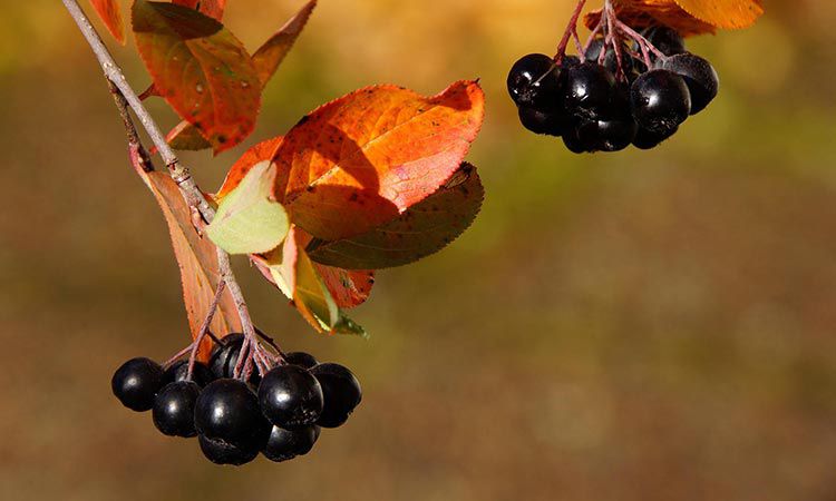 Aronia – na co warto stosować?
