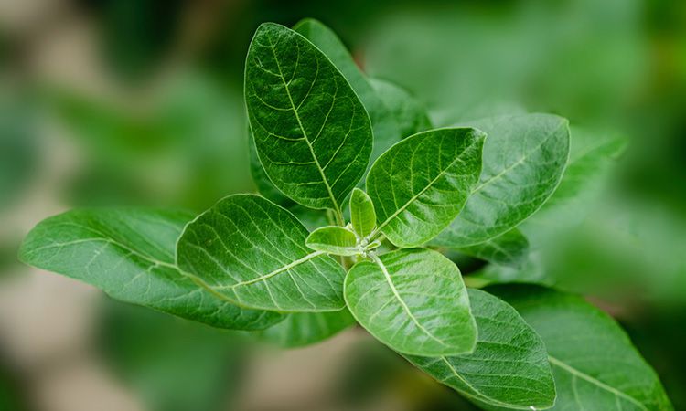Ashwaganda (ashwagandha) - na stres, koncentrację i pamięć