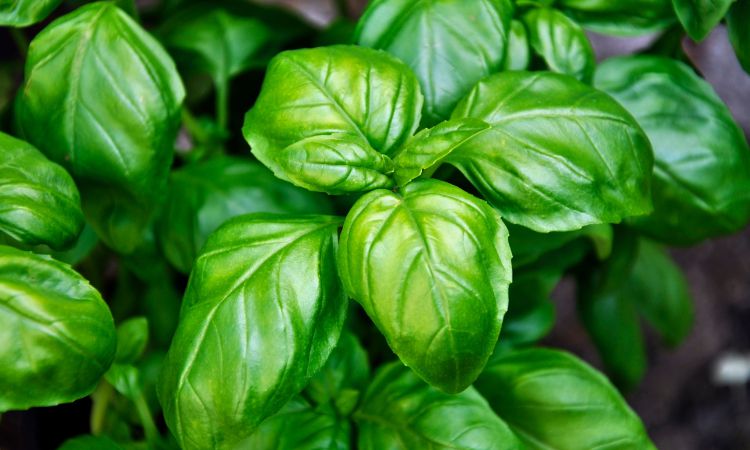 Aromatyczna bazylia to doskoanły dodatek do dań kuchni śródziemnomorskiej