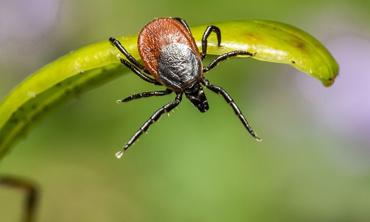 Rozpoznanie i diagnoza boreliozy. Kluczowe kroki w walce z tą chorobą