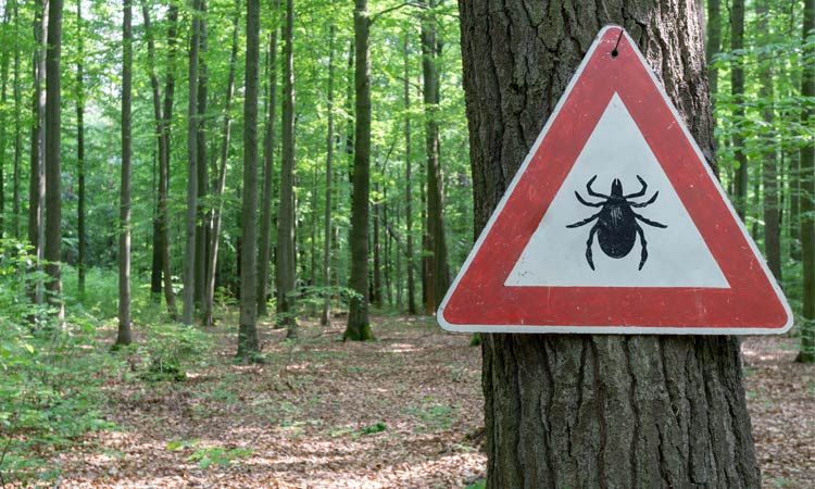 Jak rozpoznać objawy chorób odkleszczowych?