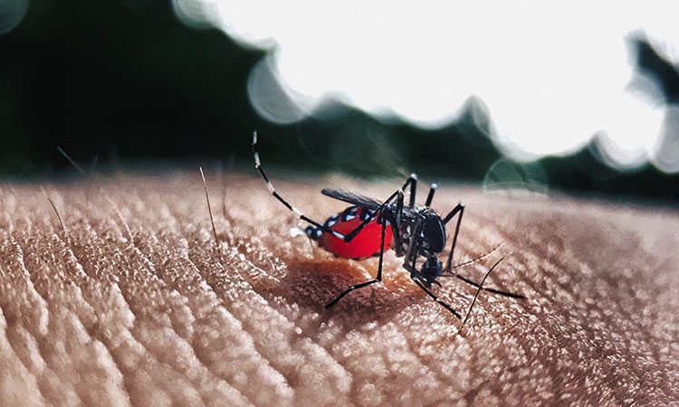 Jakie są objawy zakażenia się gorączką denga? 