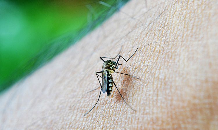  Komary - jak bezpiecznie i naturalnie uchronić dzieci i siebie? - Apteka Internetowa Melissa 