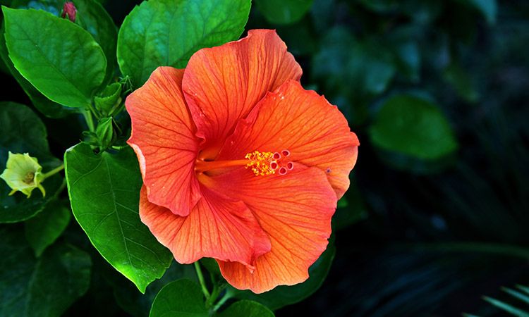 Rodzaje hibiskusów