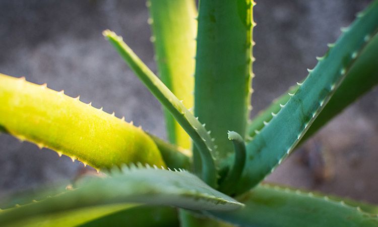 Aloes do ciała i do twarzy zapewnia dogłębne nawilżenie i regenerację skóry