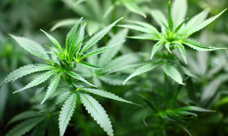 Medyczna marihuana – koniec tabu. Rozwiewamy wątpliwości i obawy - Apteka internetowa Melissa