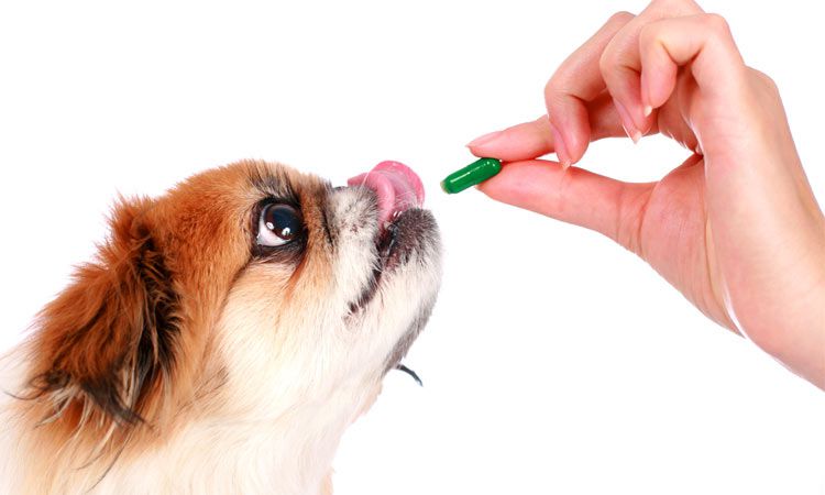  Czy leki przeciwbólowe dla ludzi można podawać psom? 