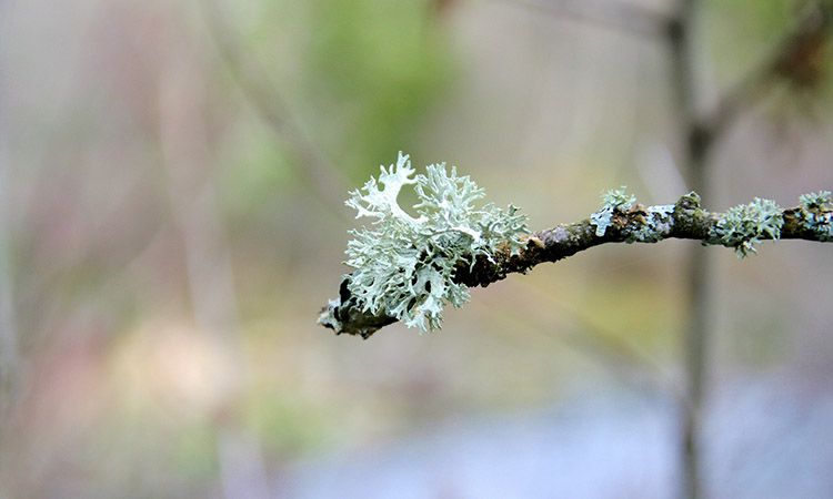 Porost islandzki – co to jest?