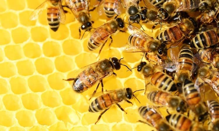  Pszczela apteczka. Miód, propolis, pyłek kwiatowy i ich korzystne właściwości - Apteka internetowa Melissa 