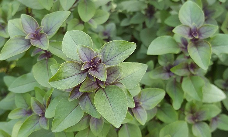 Tulsi – wygląd i pochodzenie
