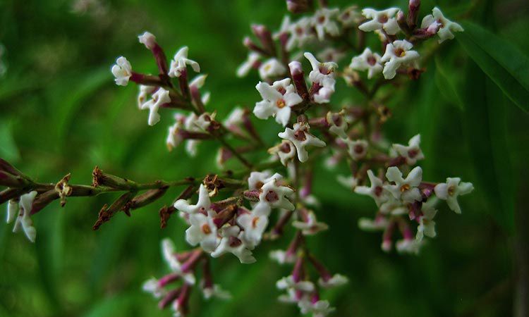 Werbena cytrynowa zastosowanie w kuchni i nie tylko