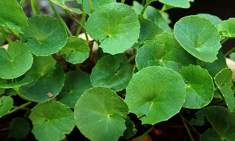 Gotu kola a zdrowie
