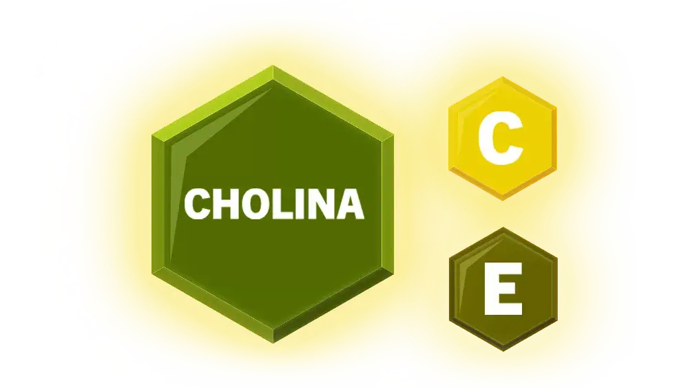 cholina