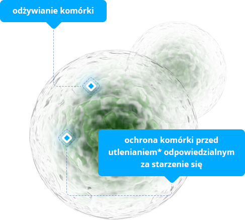 Odżywianie komórki, ochrona komórki przed utlenianiem* odpowiedzialnym za starzenie się
