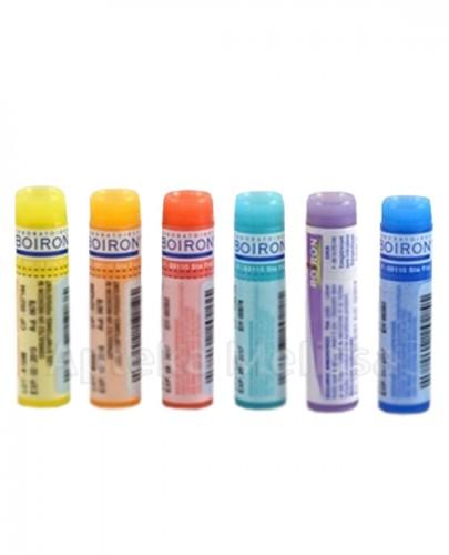 BOIRON Blatta orientalis 15CH gran. - 4 g